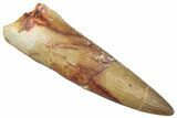 Fossil Plesiosaur (Zarafasaura) Tooth - Morocco #298279-1